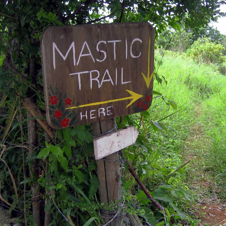 The Mastic Trail on Grand Cayman in the Cayman Islands