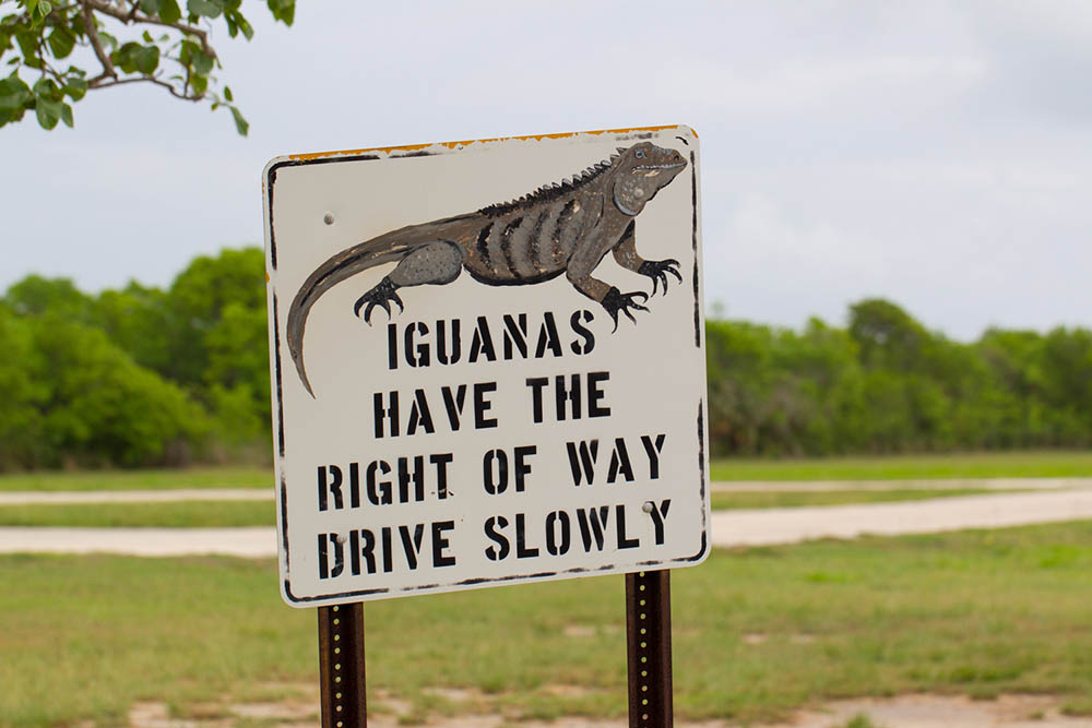 Iguana warning sign in the Cayman Islands