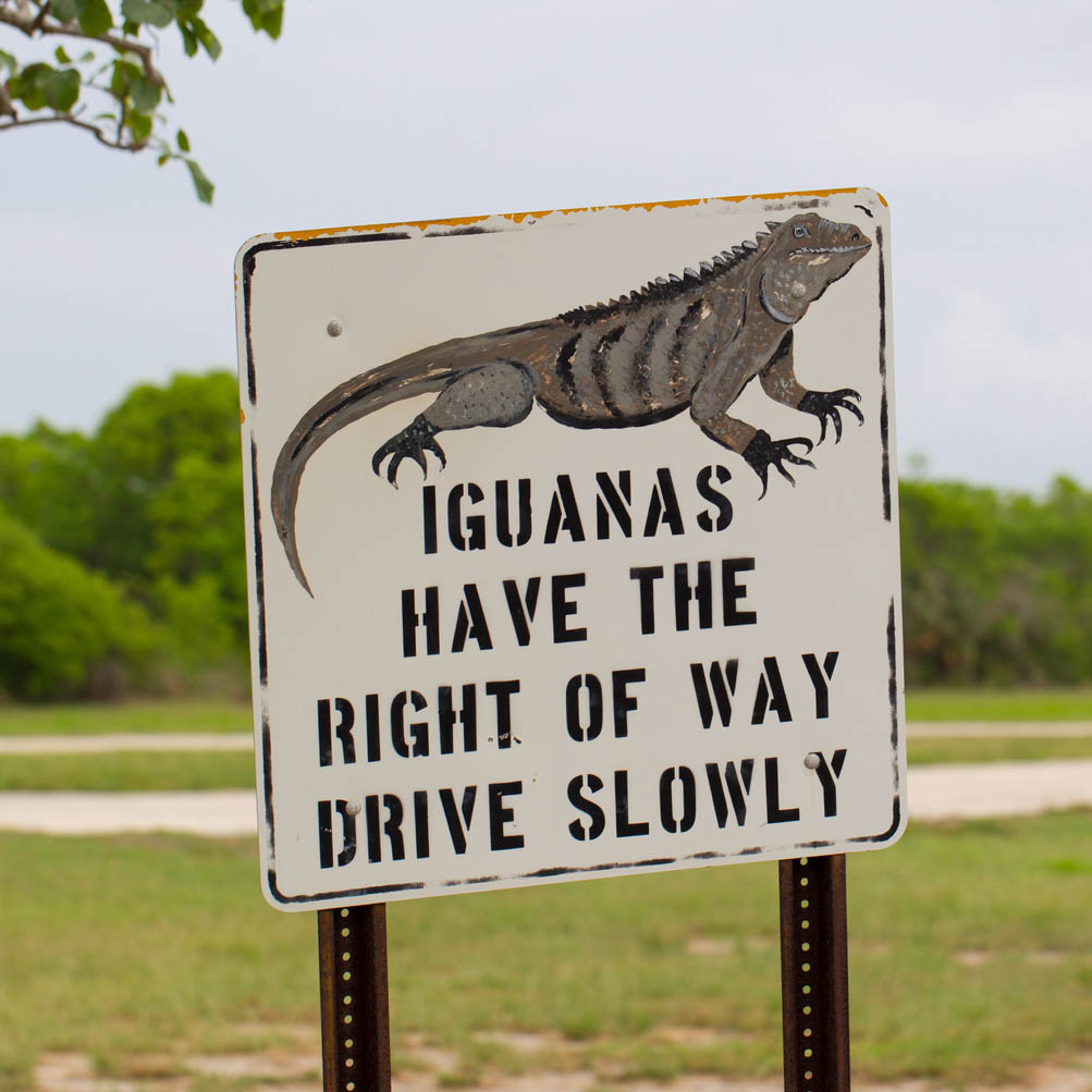 Iguana warning sign in the Cayman Islands