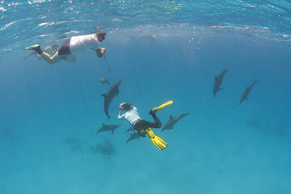 People snorkelling with a pod of wild spinner dolphins