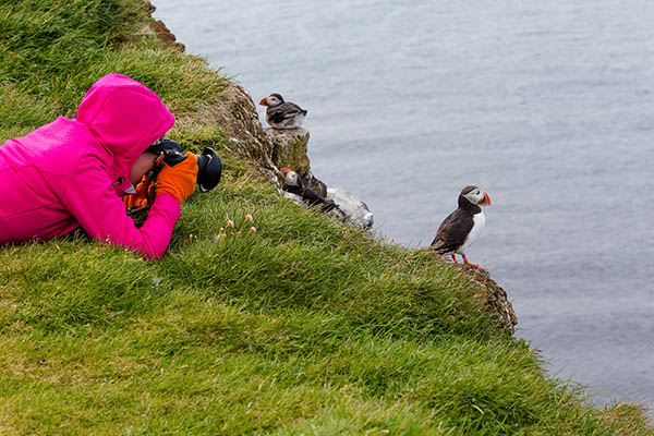 denmark-birds-Atlantic puffin in the Faroe Islands