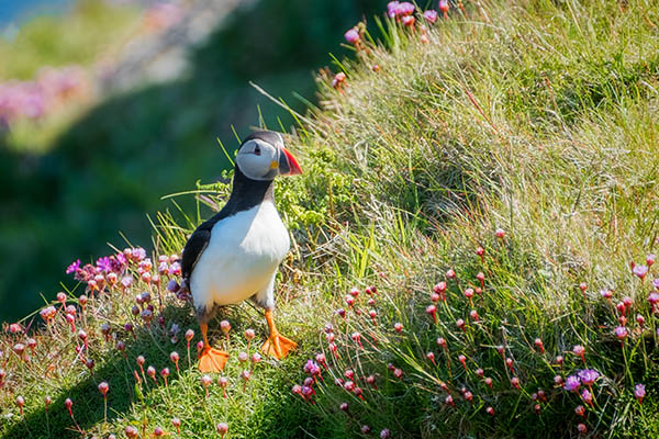 Puffin at the top of a cliff among pink sea thrift