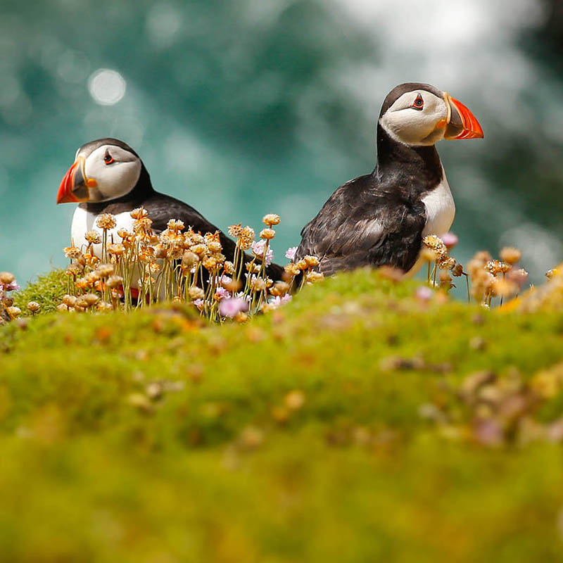 Puffins on a grassy cliff