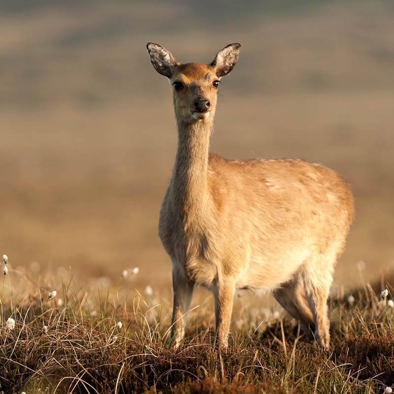 Young Sika deer in low sunlight. Co.Wicklow Mountain park