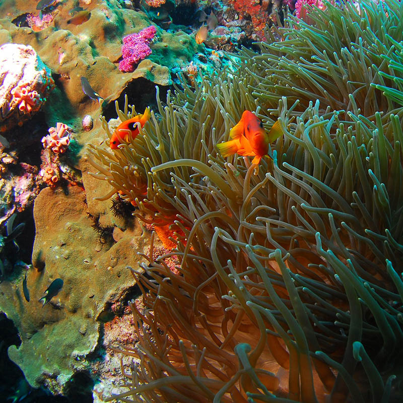 tropical underwater landscape