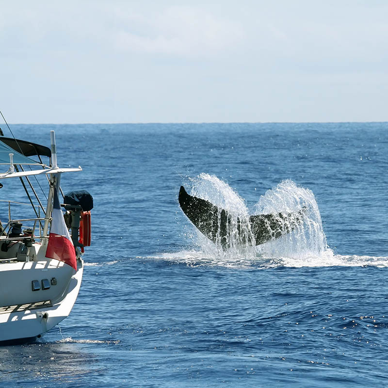 Whale Watching