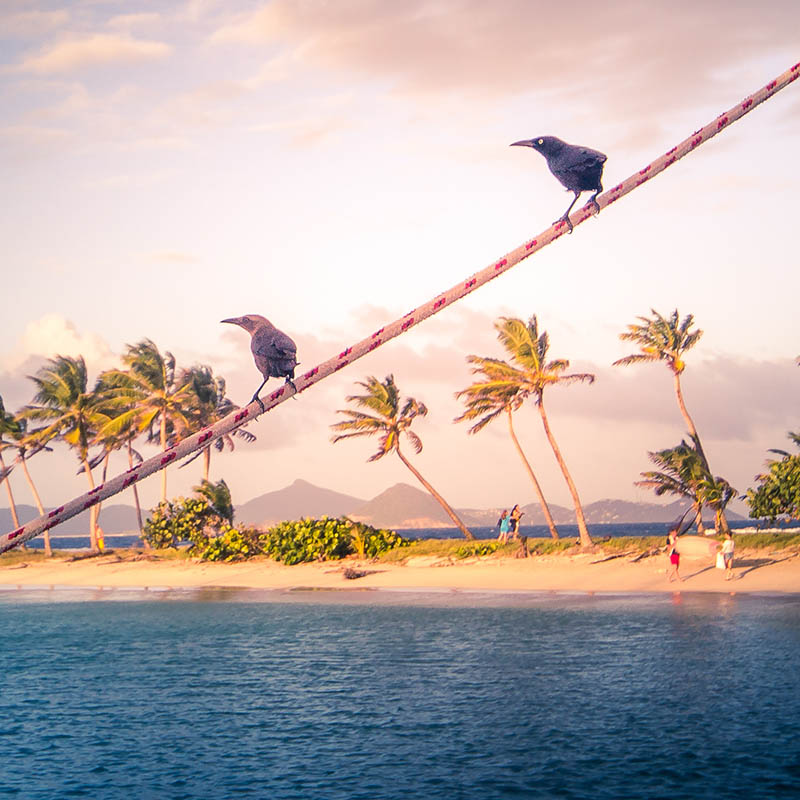 Birds on a sailboat on Mayreau Island in Tobago Cays