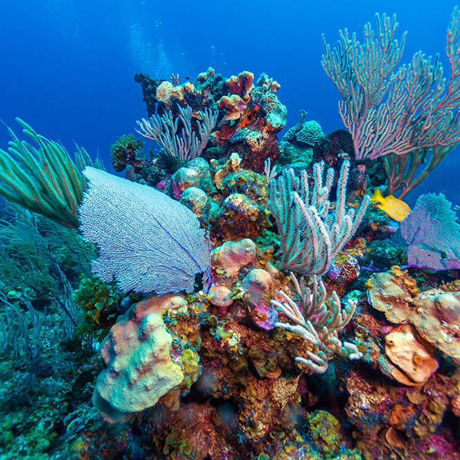 Underwater scene with a large purple coral fan and scuba diver