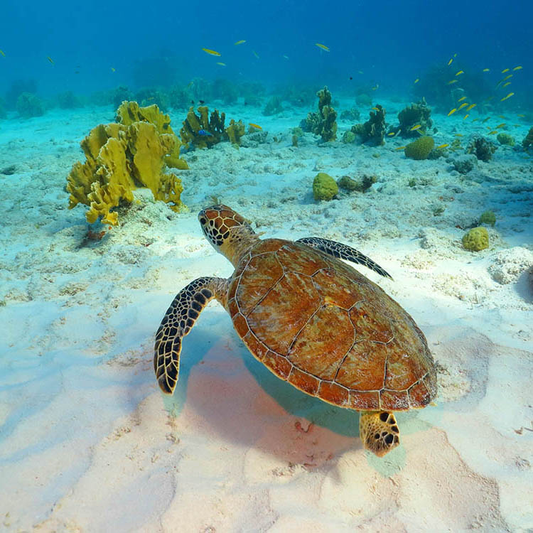 Sea turtle, coral reef and white sandy seabed