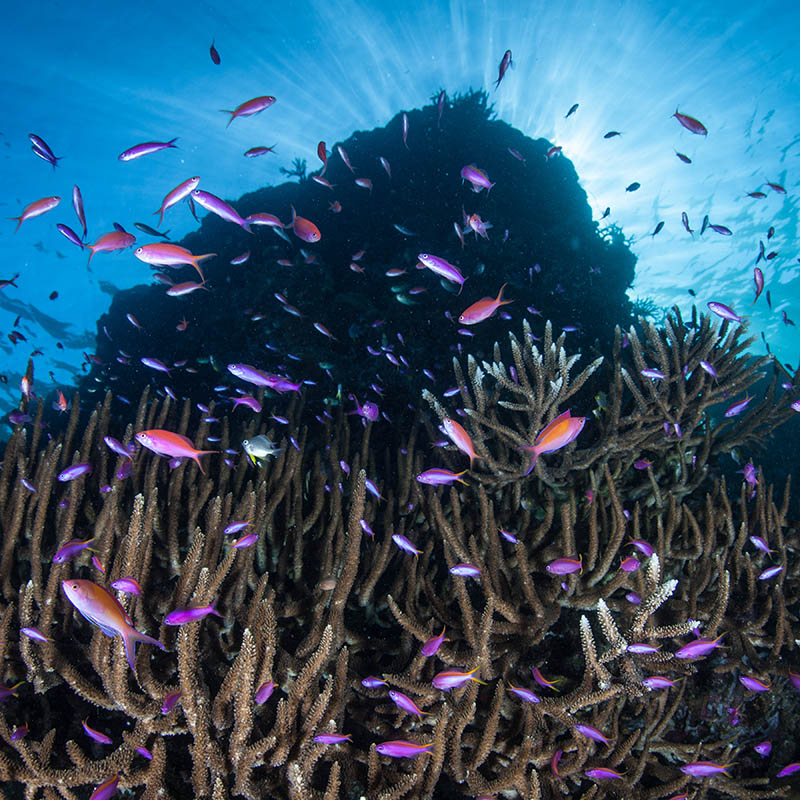 Colourful anthias swarm along a reef