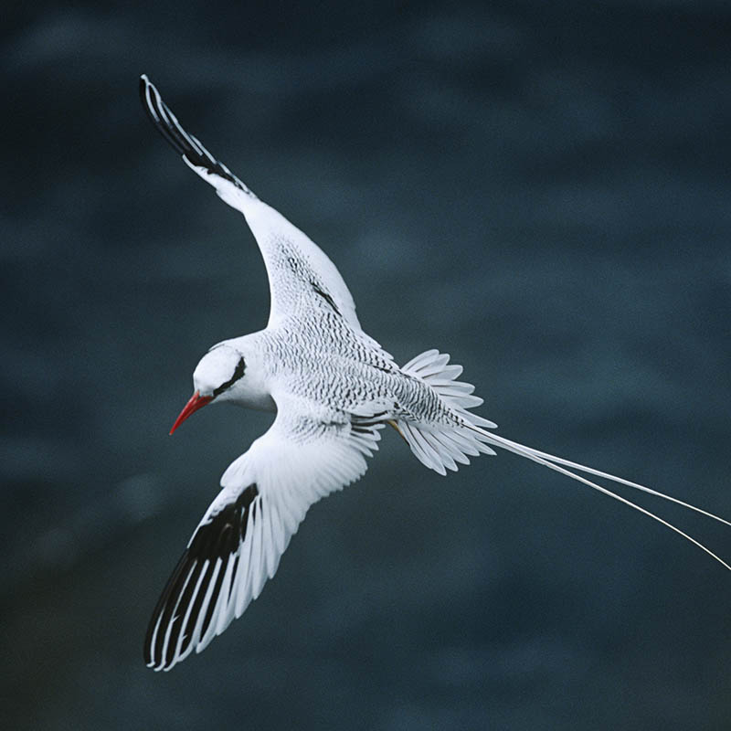 Red-billed Tropicbird in flight. Birdwatching