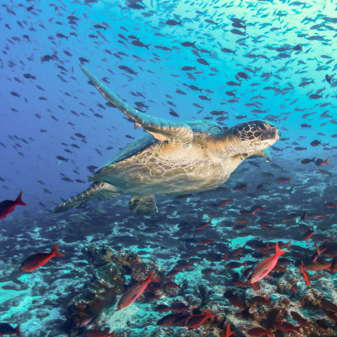 Turtle swimming in the sea in Antigua