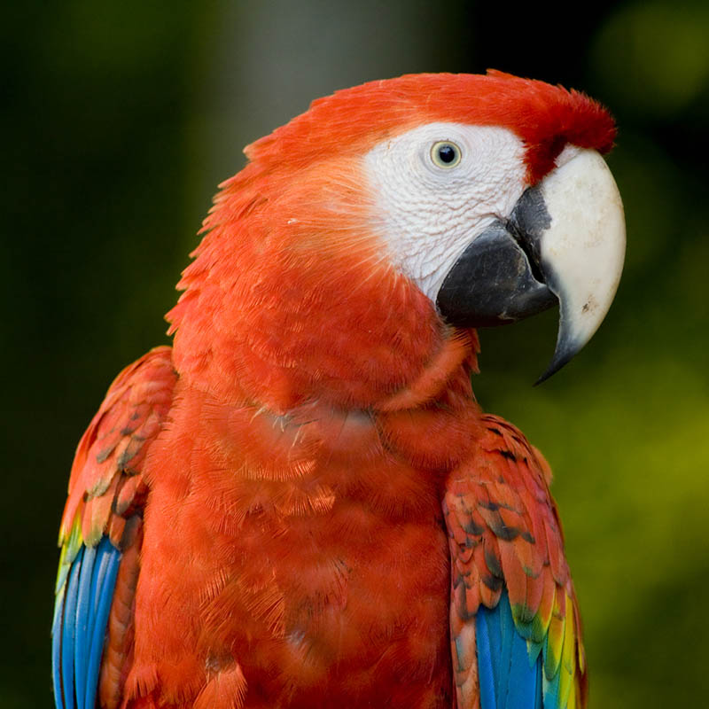 Close-up of a Scarlet Macaw in Belize