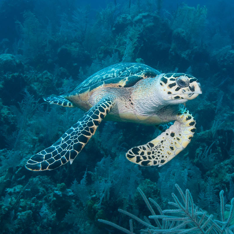 Green Sea Turtle