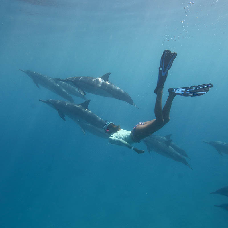 Free diving with a pod of dolphins