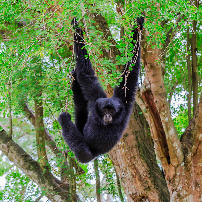 Spider Monkey hanging from a tree in Belize