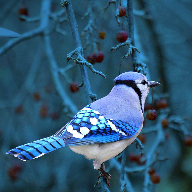 Blue Jay, Canada