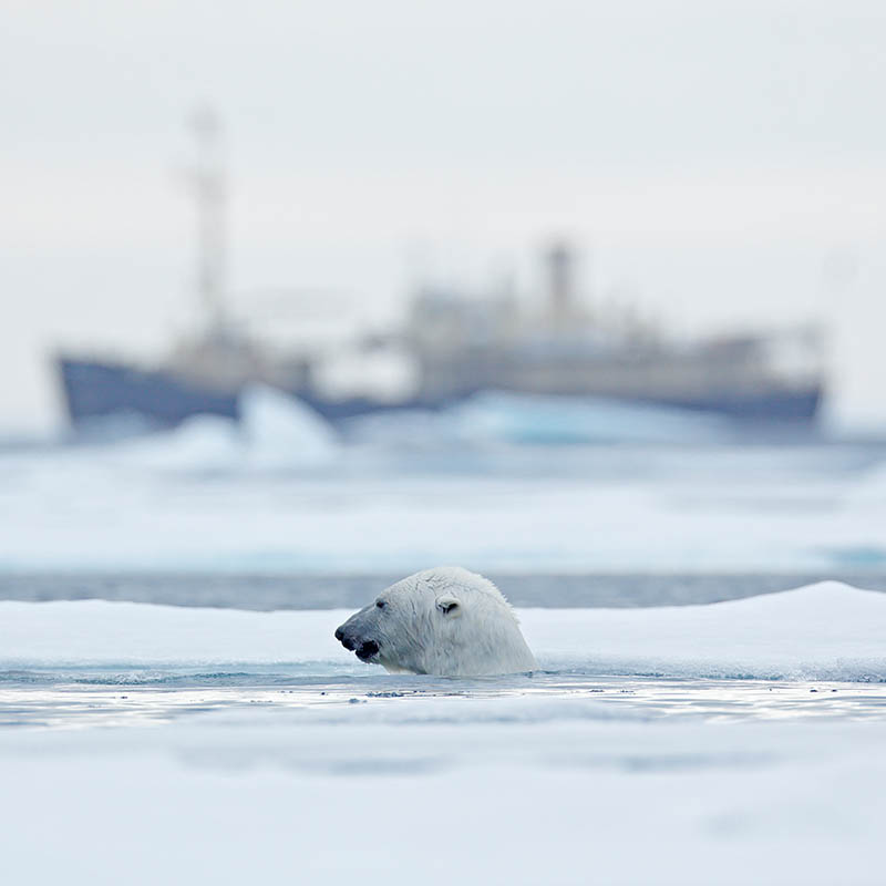 Polar bear on drifting ice with snow, blurred cruise vessel in background, Manitoba, Canada