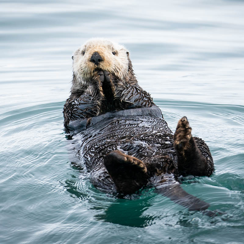 Sea Otter, Canada