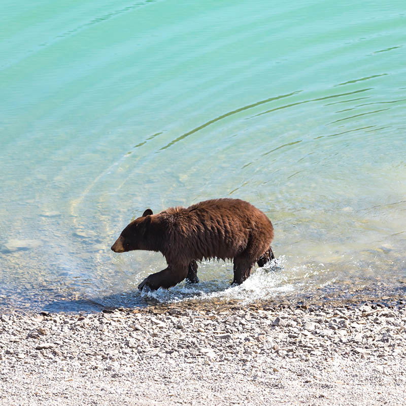 Red Colored Black Bear, Jasper National Park Alberta Canada