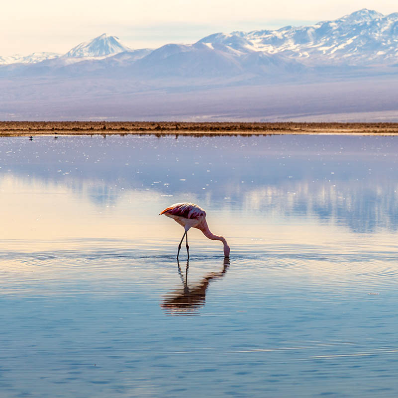 Flamingos feeding along the edge of Tara Salt Lake in the Atacama desert, Chile