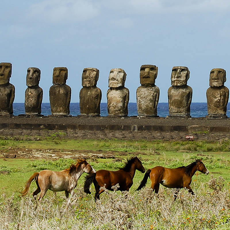 Horses on Easter Island, Chile