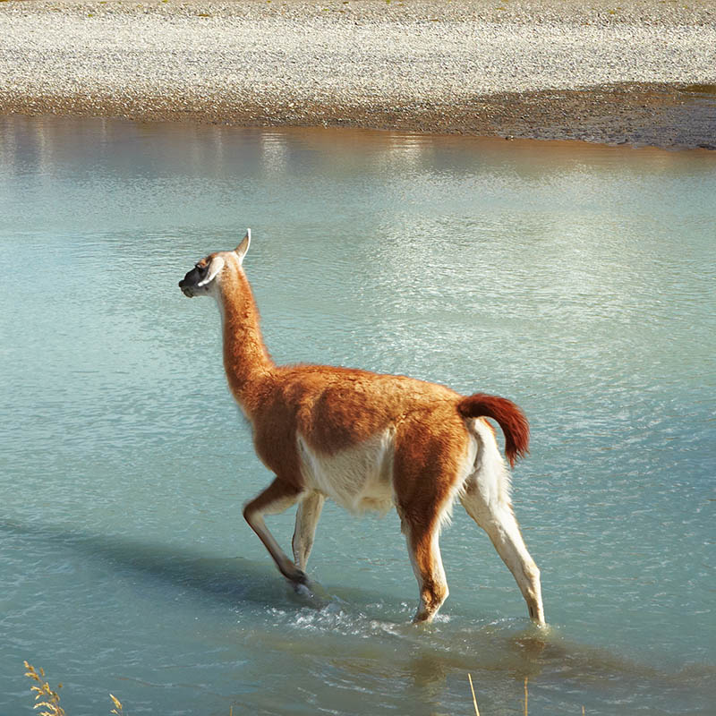 Guanaco, Torres del Paine National Park, Patagonia, Chile