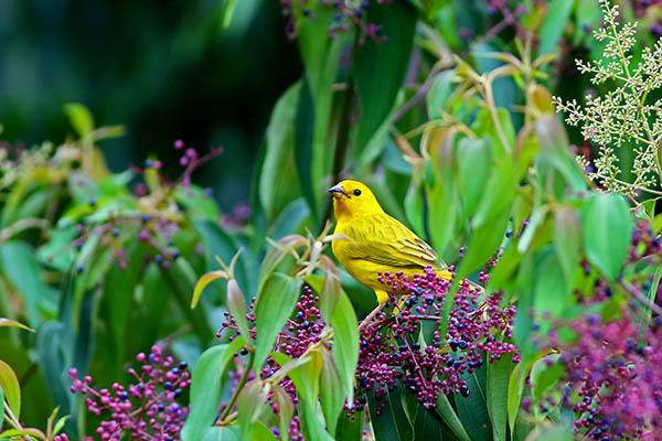 Male saffron finch feeding in Rio Claro, Colombia