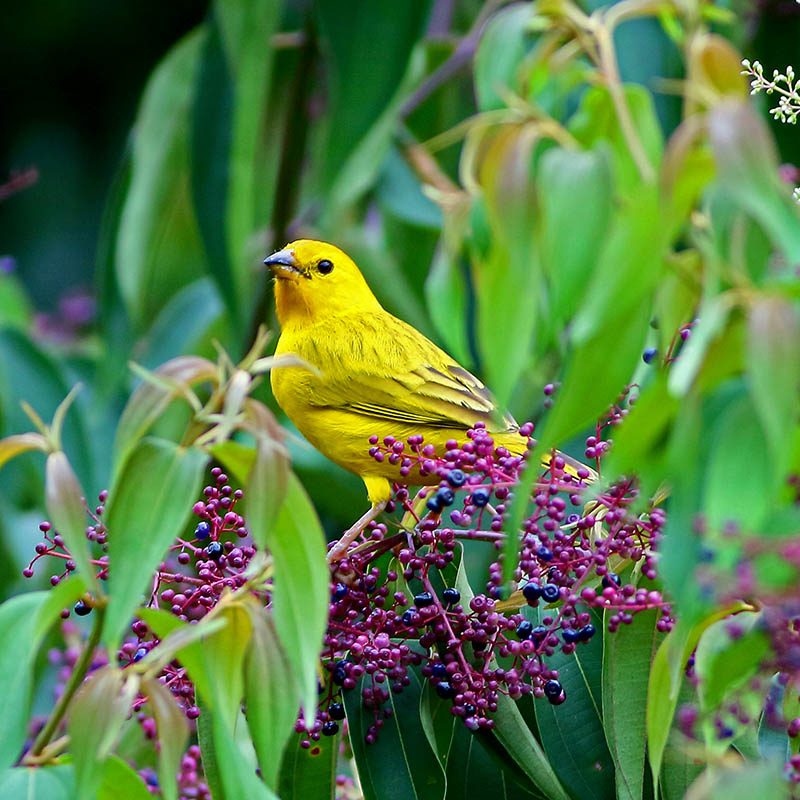 Male saffron finch feeding in Rio Claro, Colombia