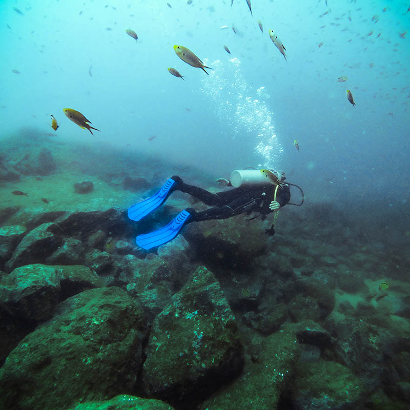 Diving n the deep waters of Gorgona Island in the Colombian Pacific