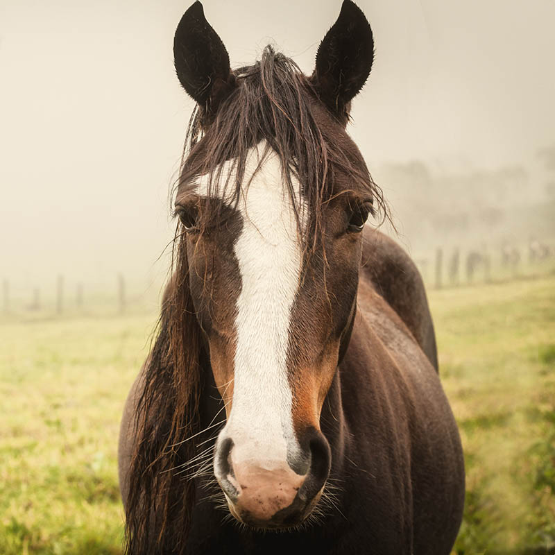 A horse in Colombia