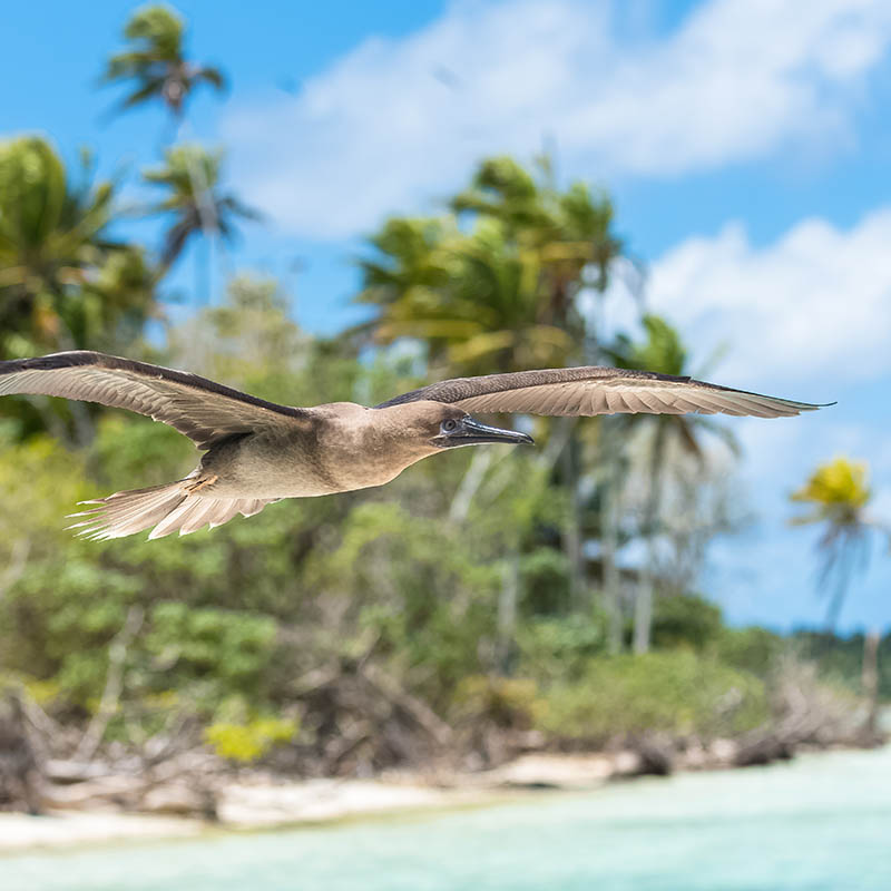 Brown Booby, Cook Islands