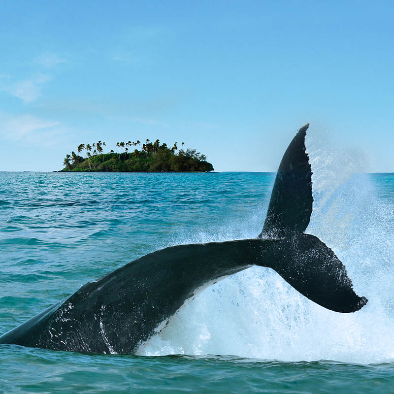 The tail of a Humpback Whale rise above the water against a small island in Rarotonga, Cook Islands