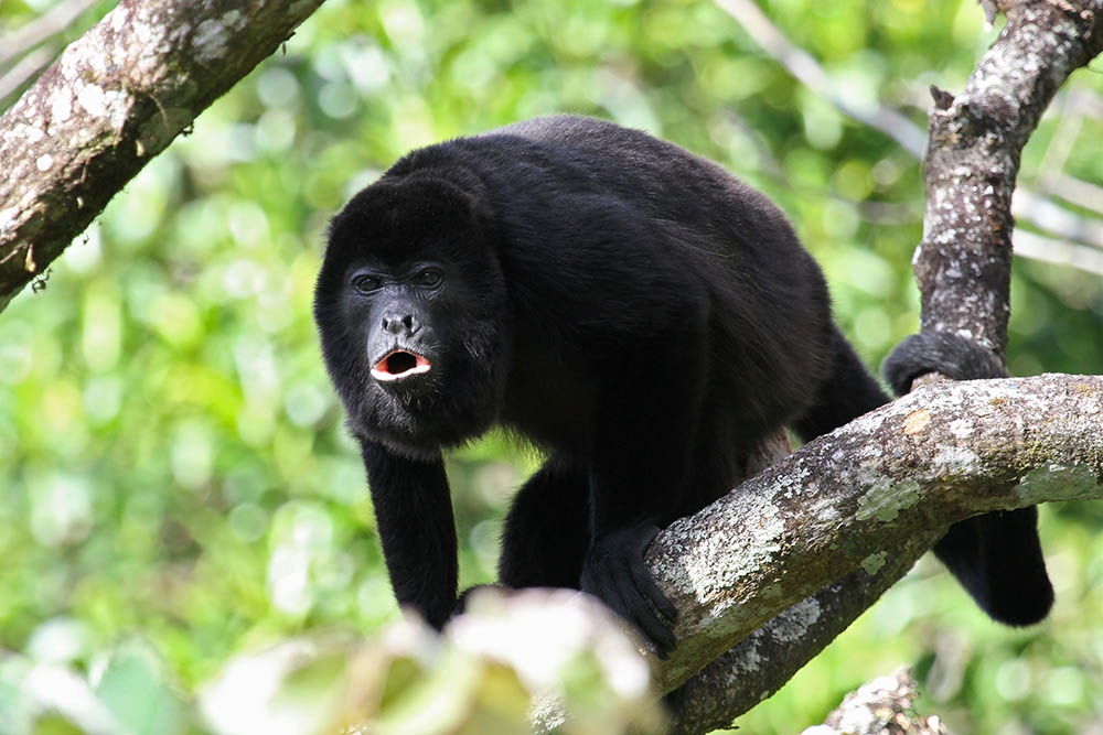 An adult black Howler monkey in Costa Rica