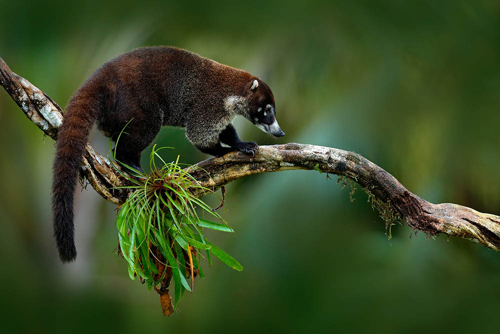 Raccoon on a tree in Manuel Antonio National Park, Costa Rica