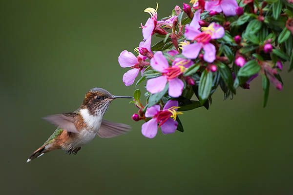 Volcano hummingbird, endemic to mountains of Costa Rica