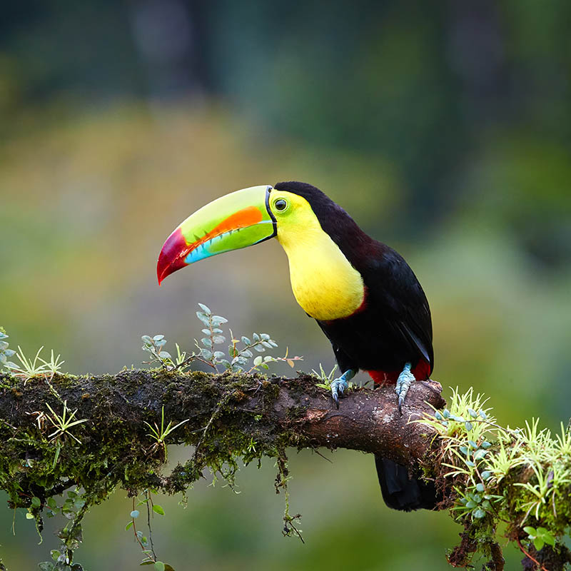 Keel-billed Toucan, Honduras