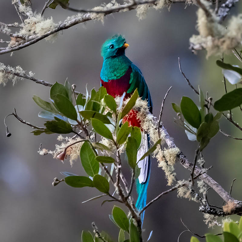 Resplendent quetzal perched on a moss covered wild avocado tree, Costa Rica