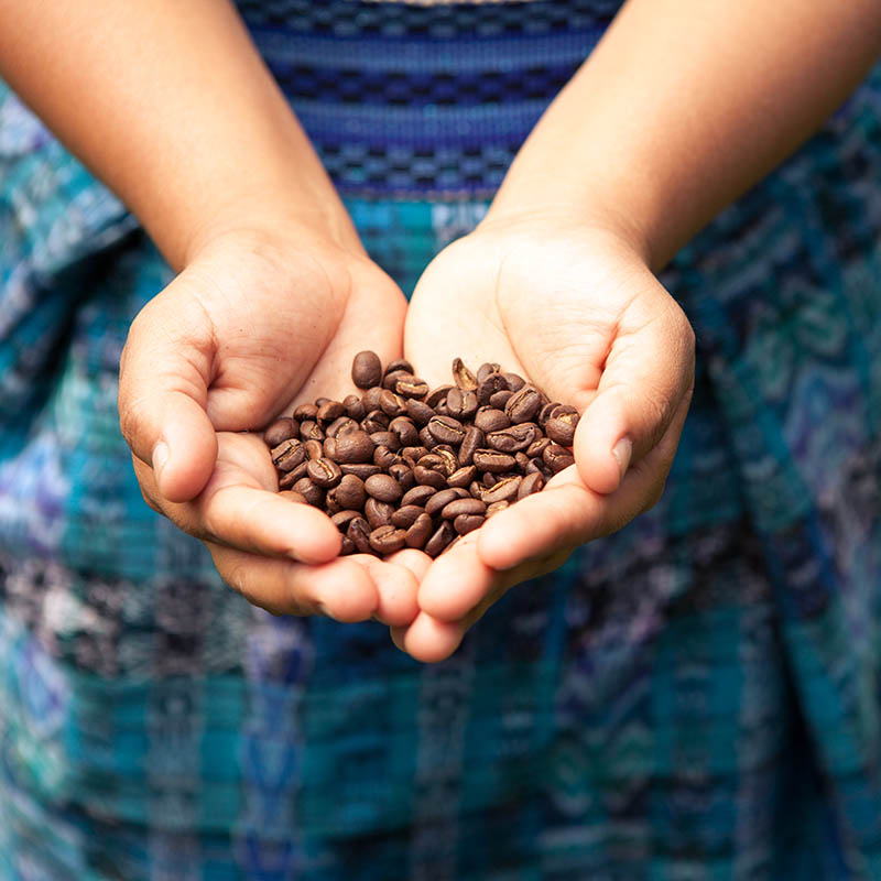 Handful of fresh organic coffee beans