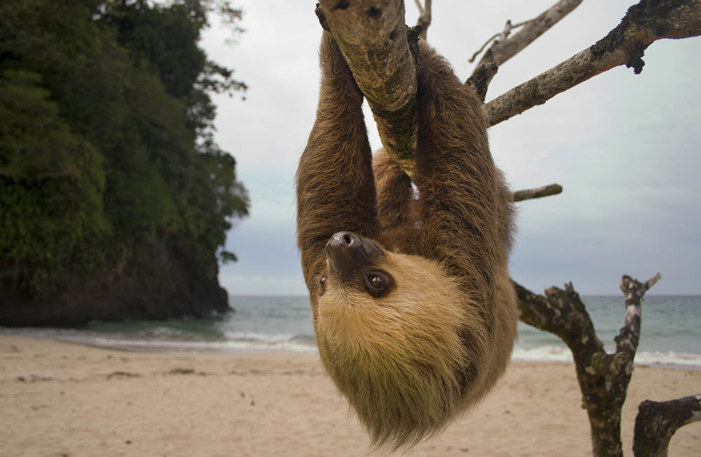 Three toe male juvenile sloth hanging in a tree on a beach in Costa Rica