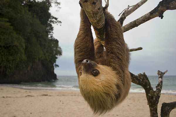 Three toe male juvenile sloth hanging in a tree on a beach in Costa Rica