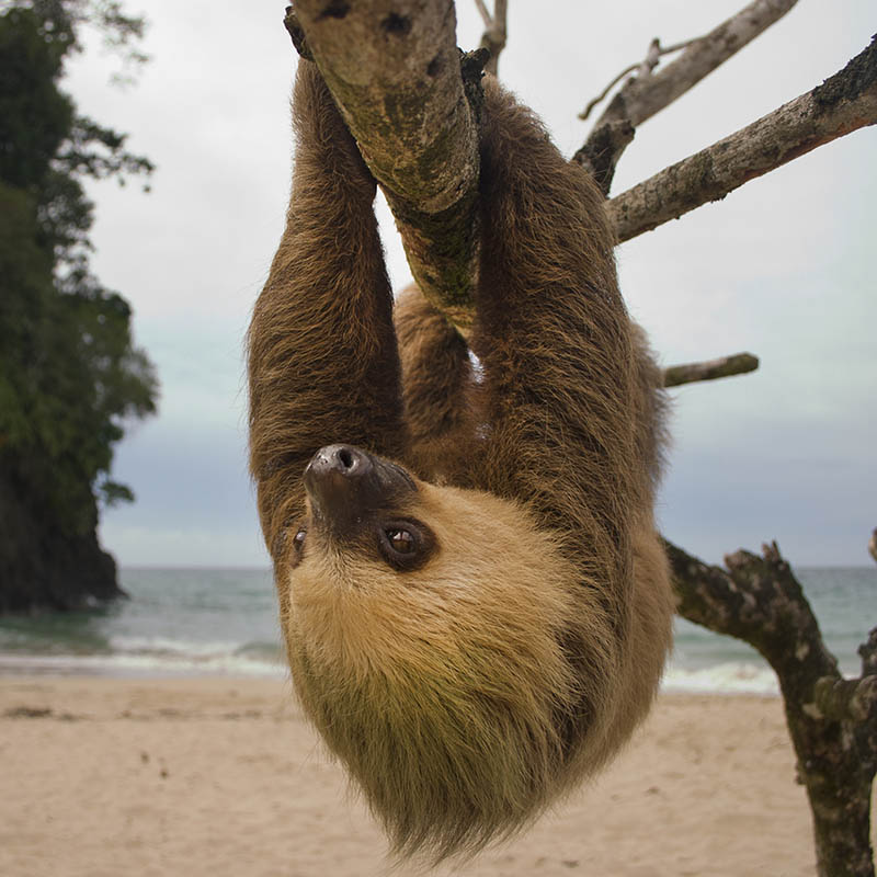 Three toe male juvenile sloth hanging in a tree on a beach in Costa Rica