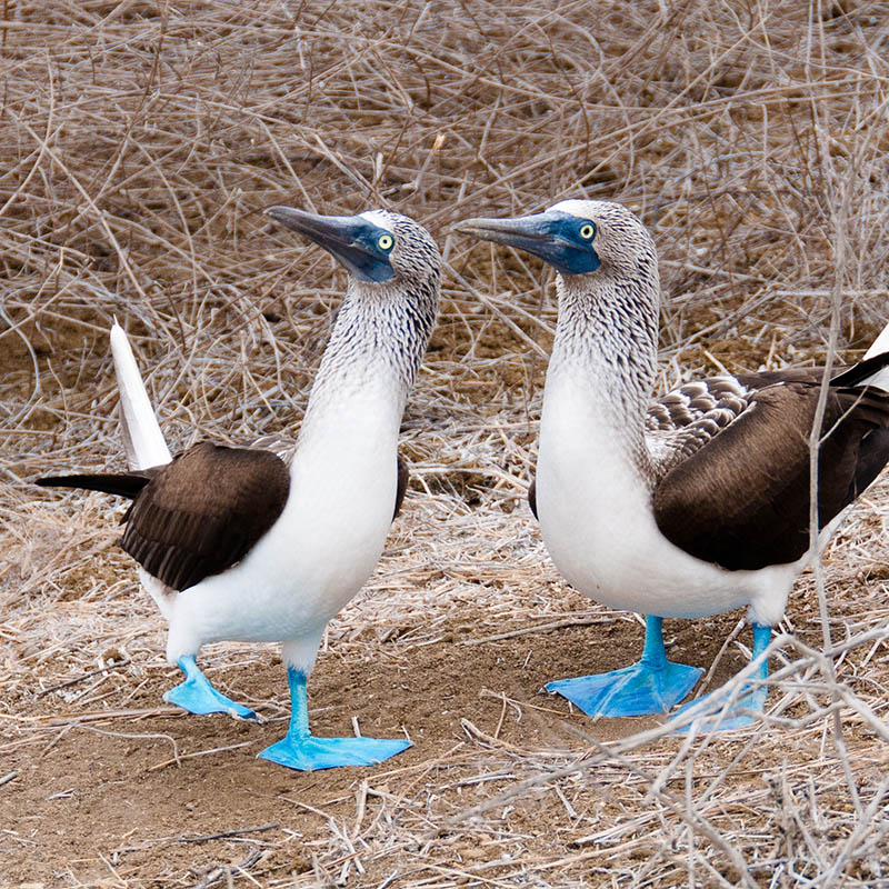 Blue footed boobies in the Galapagos Islands