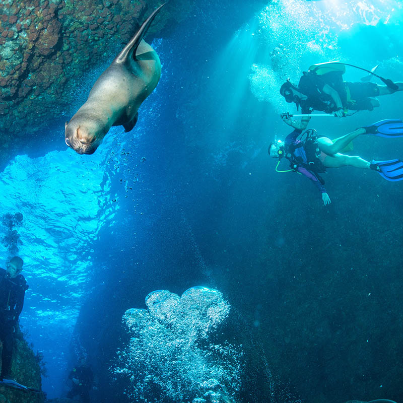 Sea lion puppy & divers in the Galapagos Islands