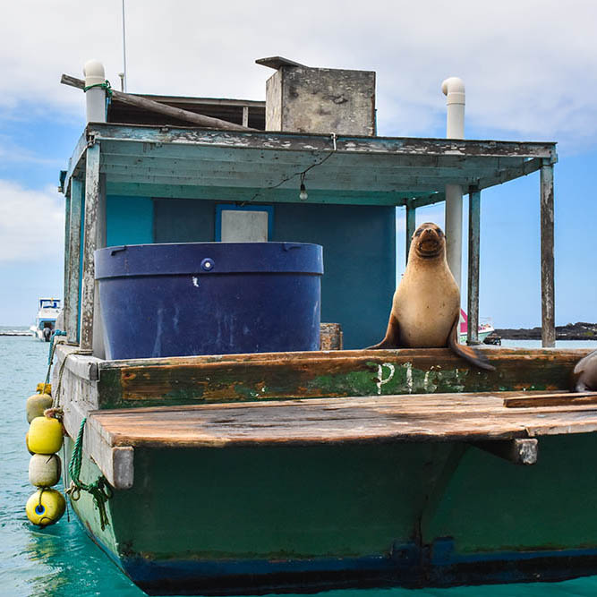 Galapagos sea lion on a fishing boat