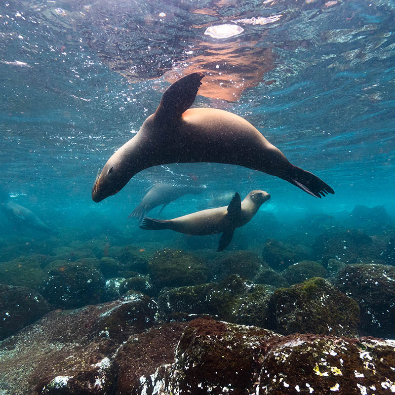 A group of playful sealions swims in the waters around the Galapagos islands