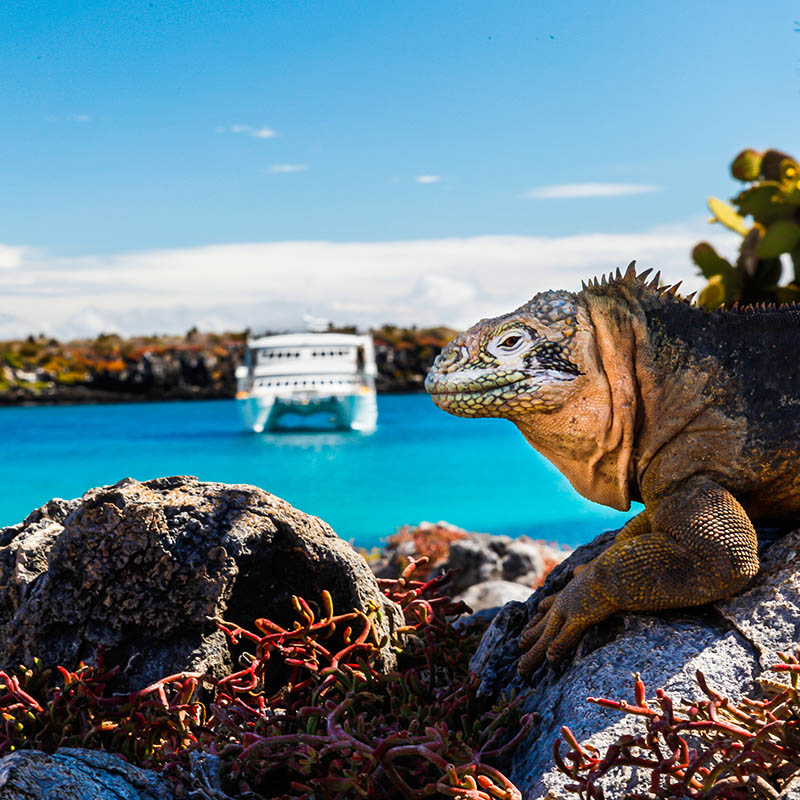 land iguana with a white boat in the background, South Plaza Island, Galapagos