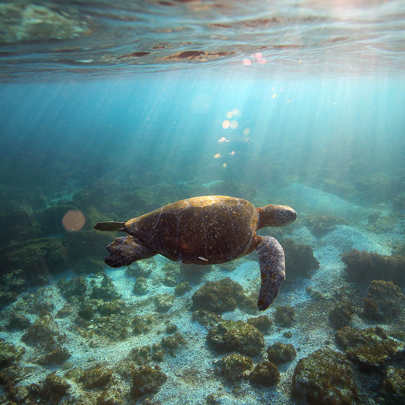 Green sea turtle swimming underwater in the Galapagos Islands