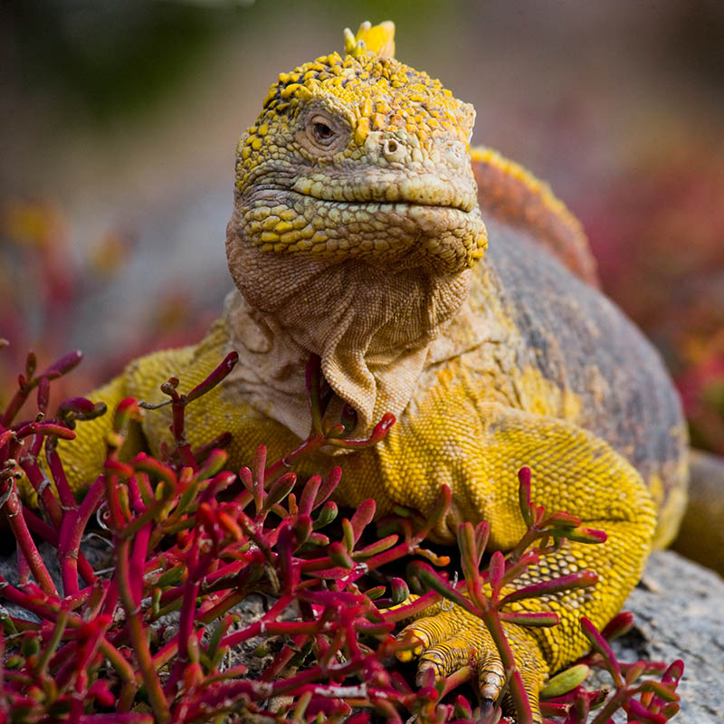 Land Iguana in the Galapagos Islands