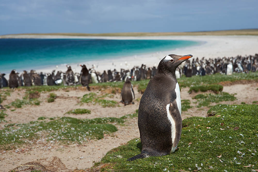 Gentoo Penguins on Bleaker Island in the Falkland Islands